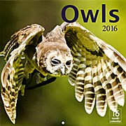 Owls 2016 - 16 month calender